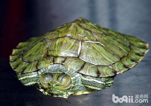 巴西龟冬天怎样养？该当注重什么？