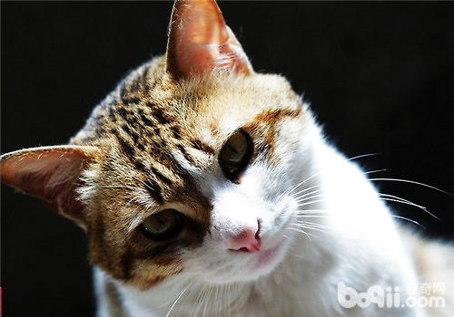 华夏原土的猫咪种类有哪些？