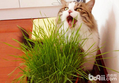 猫草关于猫咪有什么帮帮