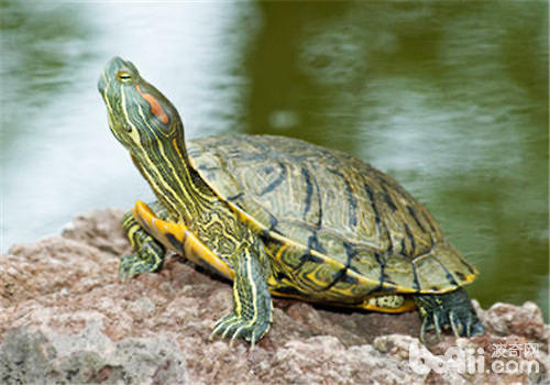 怎么样推断巴西龟的养分情景