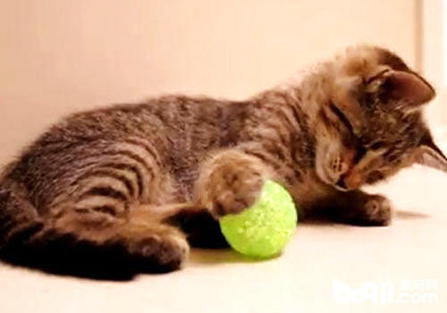 猫咪喜佳玩毛茸茸的球？