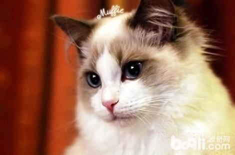 布偶猫的耳朵是白色是没有是品相很佳？