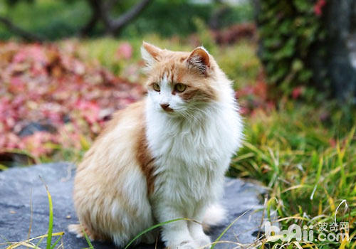 猫咪节日饮食需控制