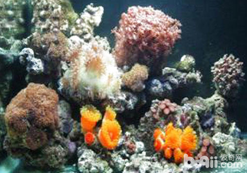 迷你珊瑚礁的修树方法