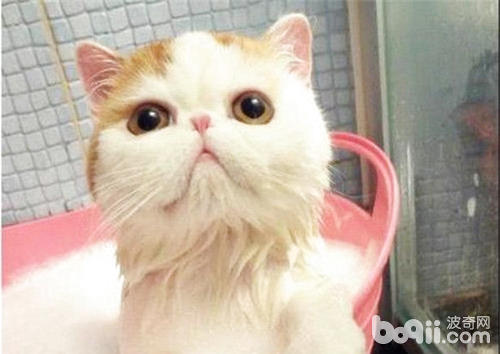 如何让宠物猫洗澡比较顺利？