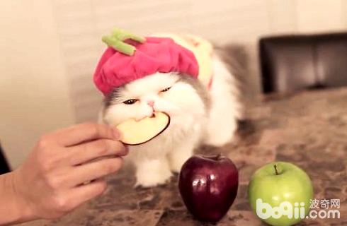 猫咪能没有能吃生果