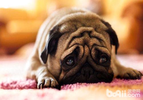 狗狗表白情绪的办法都有哪些？
