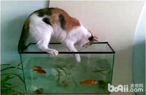 猫为什么喜佳吃鱼
