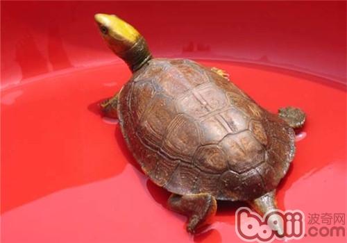 金头关壳龟吃什么？