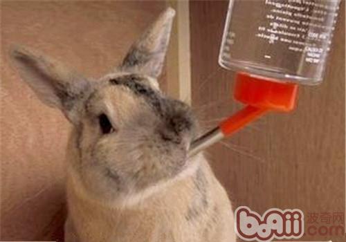 宠物兔饮水量怎么样统制