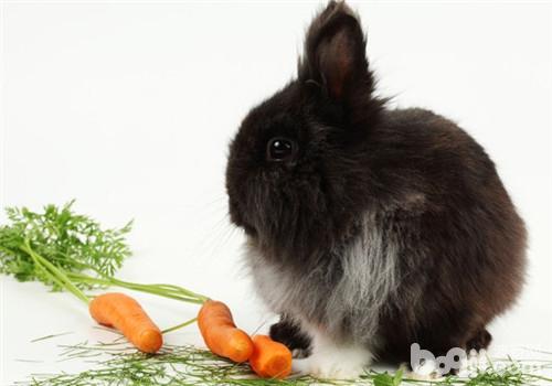 兔兔的饮食健壮瞅护