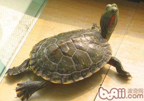 巴西红耳龟的保护重心