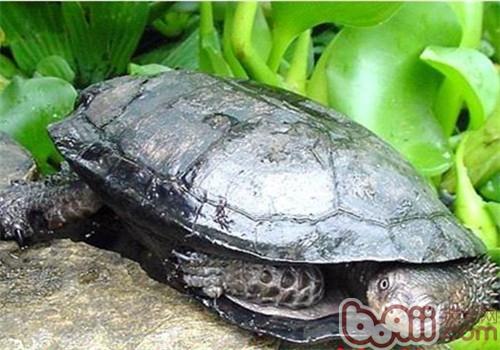 乌腹刺颈龟的种类简介