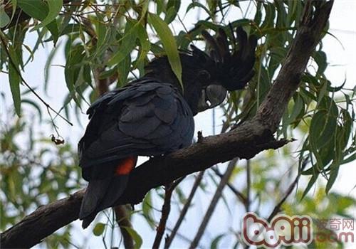红尾乌凤头鹦鹉的形态特性