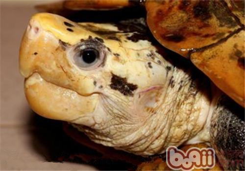 苏拉威西白头龟的外表特性