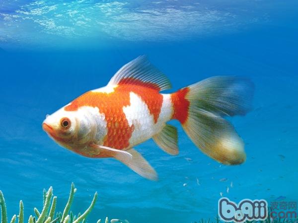 红白草金鱼的种类简介
