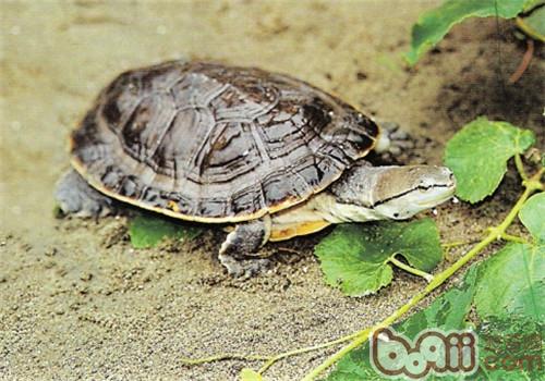 希氏蟾龟的品种简介