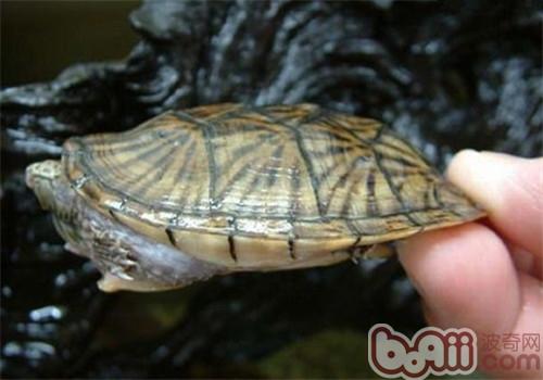 平背麝香龟的外表特性
