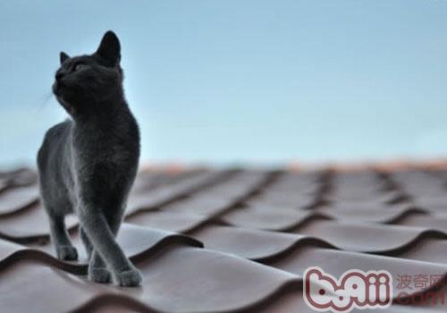 为什么猫咪喜佳在地毯上尿尿