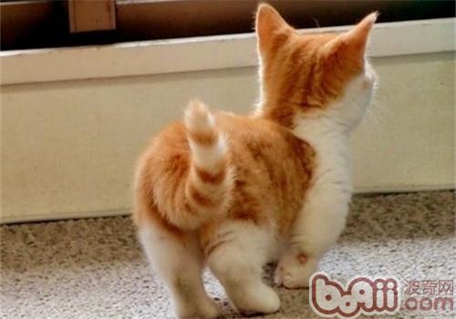 猫咪的小尾巴有风行用