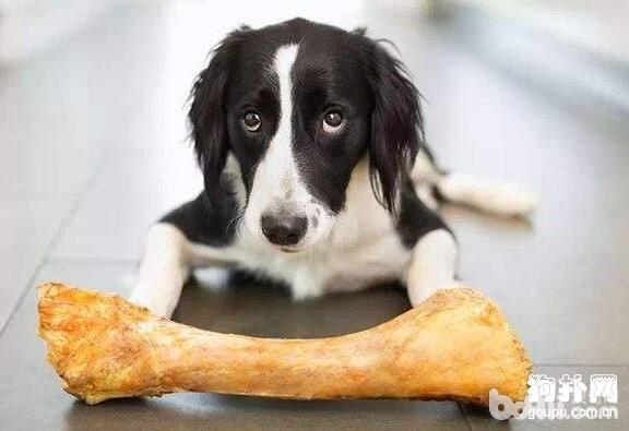 狗狗不妨吃骨头吗，狗狗豢养的误区有哪些？