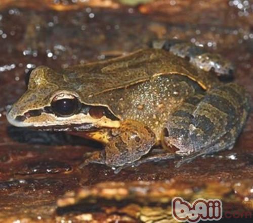 白吻长趾蛙的形状特性