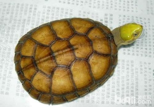 水龟食物的采用
