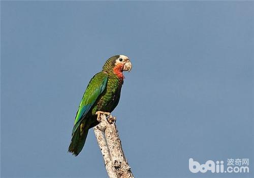 古巴亚马逊鹦鹉的种类简介