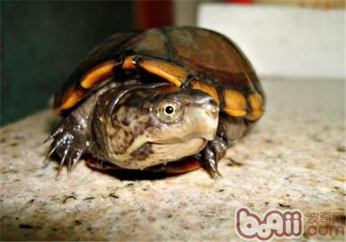 蛋龟的形态特性