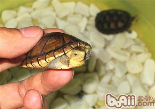 阿拉莫泥龟的形态特性