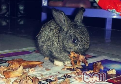 宠物兔乱啃物品是在磨牙吗？