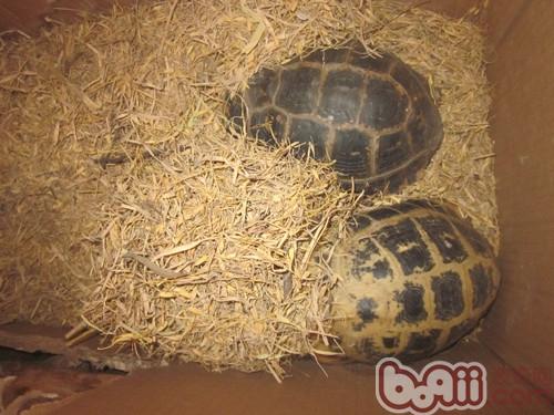 缅甸陆龟冬眠的部分体味