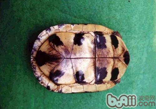 闭壳龟的品种及辩别方式