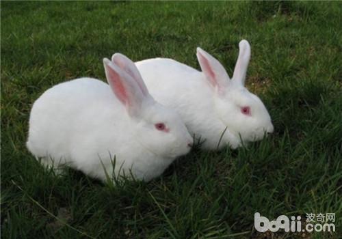 秋季豢养家兔的二个重心