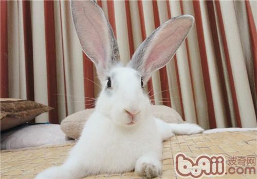 宠物兔耳朵的看护方式