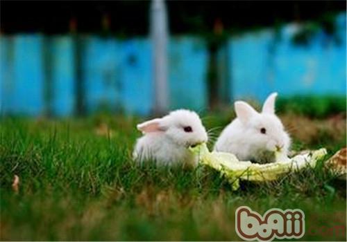 宠物兔吃什么会成长赶快？