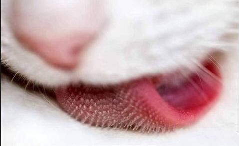 戴你熟悉猫咪舌头的神秘