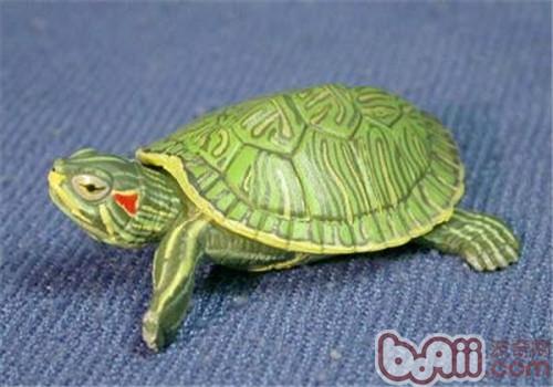 巴西龟蛰伏要多久？