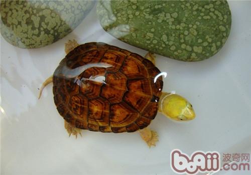 黄喉拟水龟的种类简介