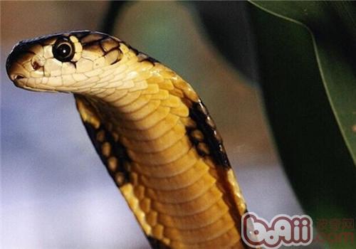 丛林眼镜蛇的形态特性