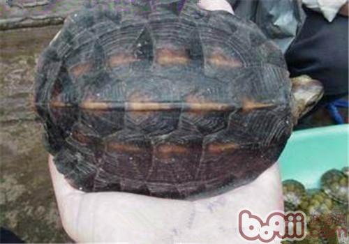 缅甸乌山龟的生计情况
