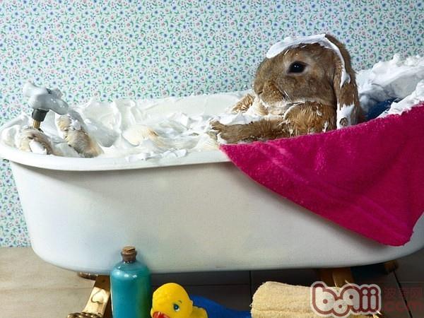 为兔兔沐浴的注沉事项