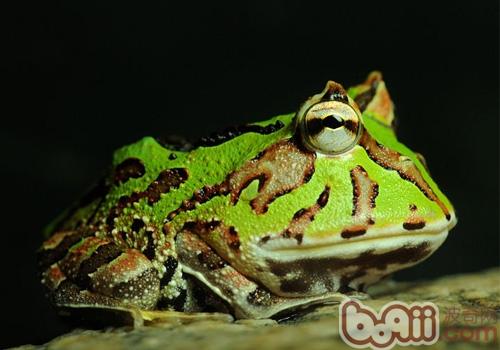 南美角蛙种类简介