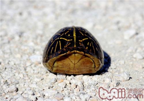 佛罗里达箱龟的保护办法
