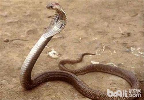 菲律宾眼镜蛇的形状特性