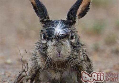 宠物兔也理解愤怒吗？