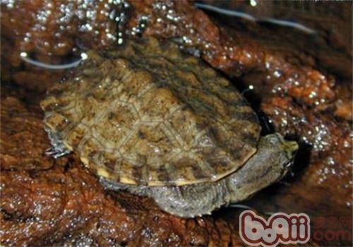 南美蛇颈龟的种类简介