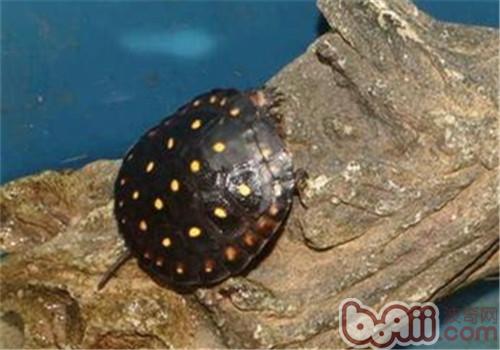 星点水龟的品种简介