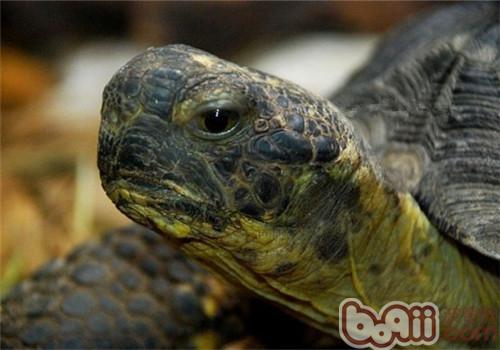 哥法地鼠龟的表面特性