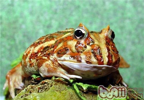 角蛙的形态特性